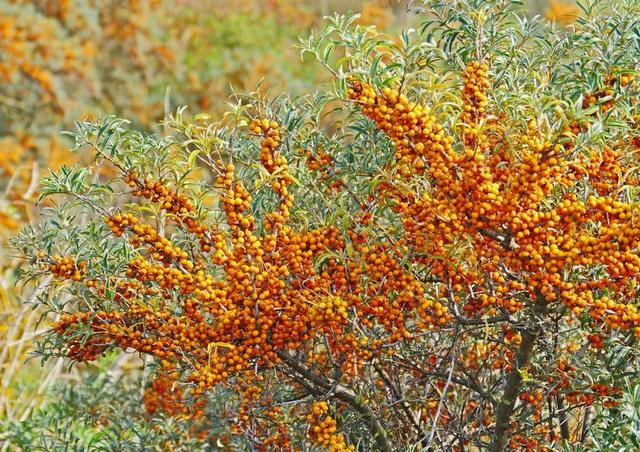 沙棘 浆果 INFRUCTESCENCE FRüHHERBST 沙丘