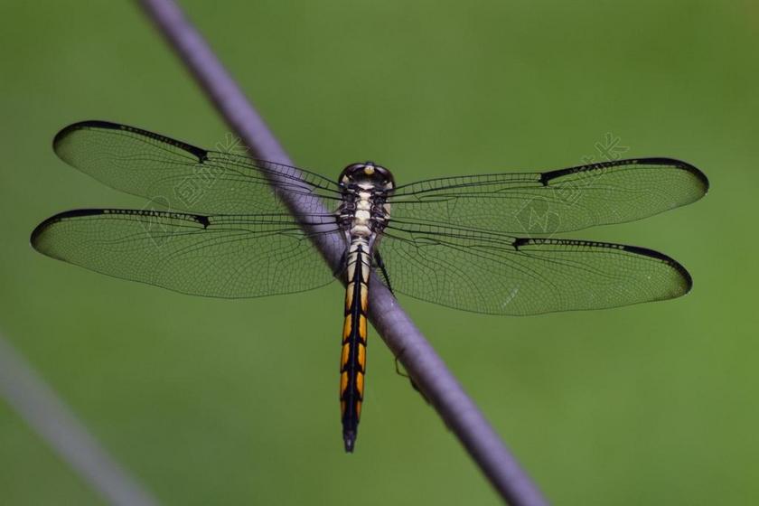 动物唯美蜻蜓特写背景图片