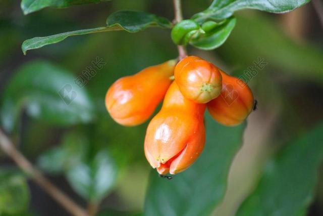 石榴 水果 花 食品 健康 新鲜 素 有机 红色 成熟