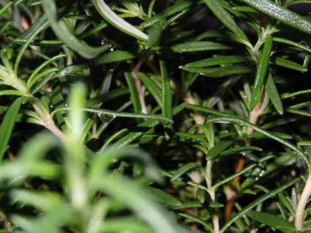 植物 迷迭香 玫瑰 玛丽 绿色 单 双 水 放下 水滴