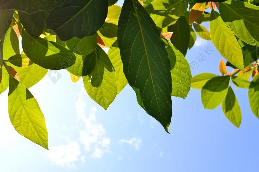 叶 植物 绿色 植物绿 性质 花园 植物野生动物 绿叶 春