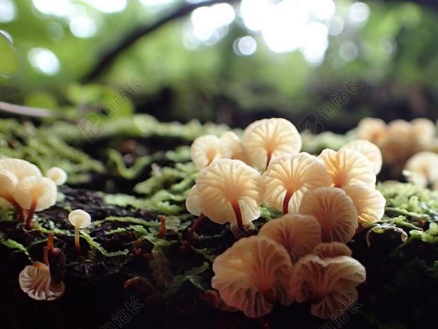 新西兰 罗曼德尔森林公园 布什真菌