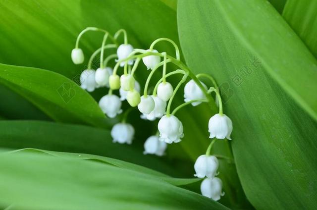 山谷的百合花 花卉 特写 春天的花朵 白 春天 白色的花 鲜花