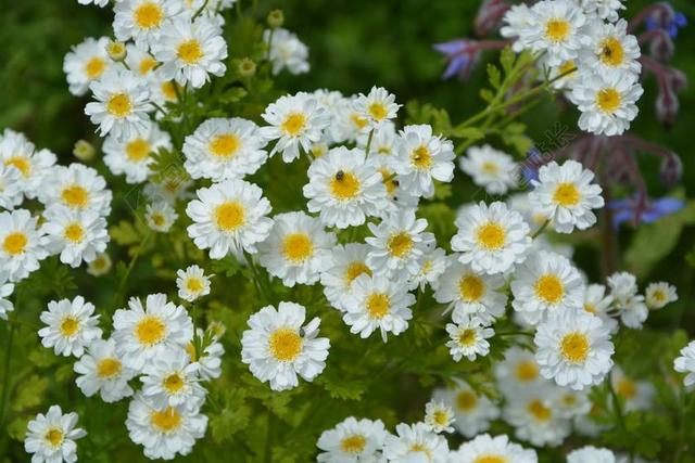 雏菊 小花 白 PéTA 纯度 小花朵 花园 性质