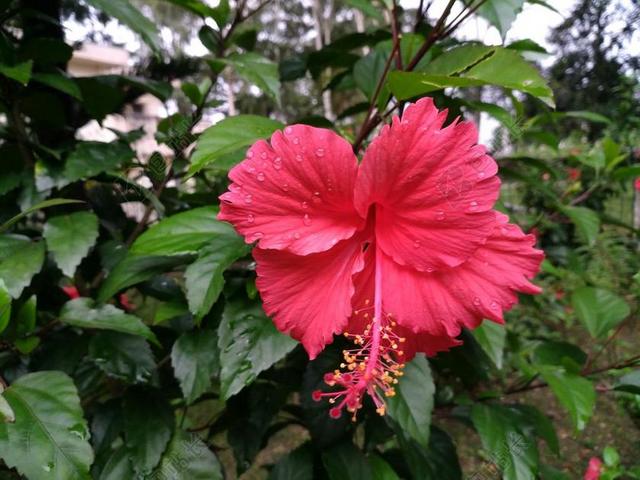 芙蓉沉香罗莎 中国玫瑰 红色的花 夏威夷芙蓉