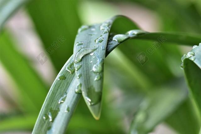 珠宝的百合花 厂 叶子 夏季 性质 AGAPANTHUS