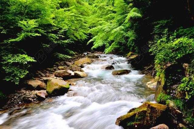 河 自然 水 森林 绿色 景观 森林浴场 安慰 洪流