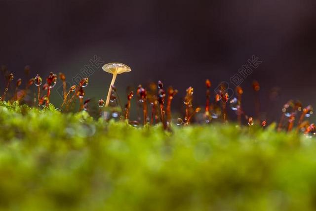 蘑菇 苔 蓬勃发展的苔藓 海绵