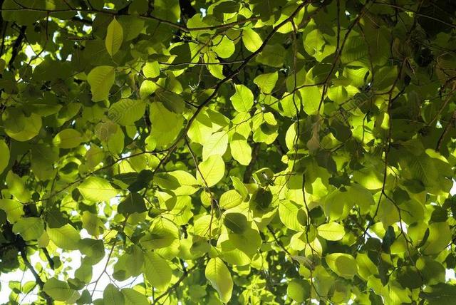 叶子 绿色 自然 绿色的树叶 叶 植物 夏天 环境 春