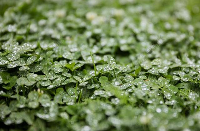 三叶草 紫花苜蓿 雨 只需要加水 雨滴 水 雨后 植物 绿色