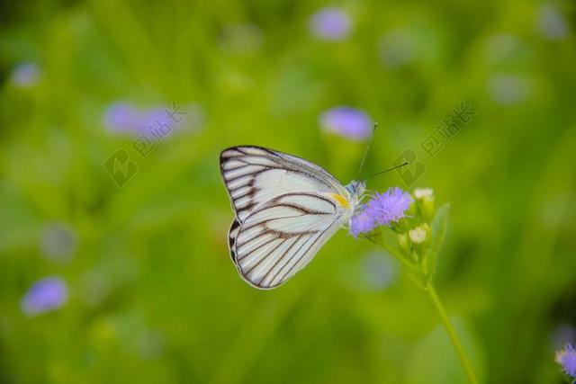 昆虫 蝴蝶，毛毛虫、叶琴黑线 黄PIERIDAE 性质 森林。