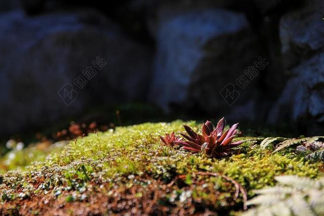 红景天 MOSS MOHAKERT 植物 颜色 性质 和平