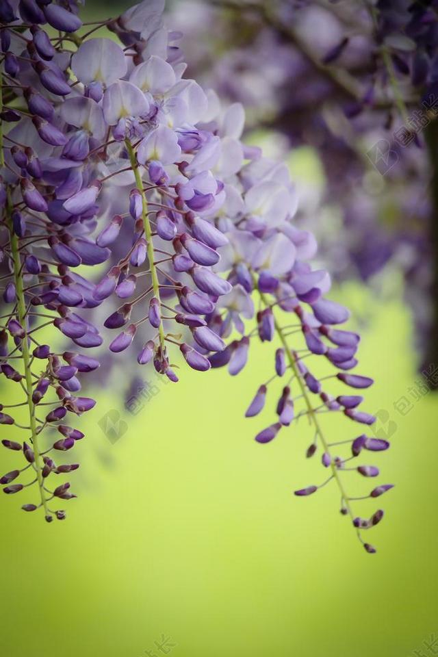 紫藤 紫色 春 花 自然