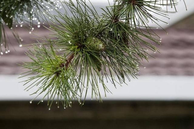 大自然 植物 叶 树叶 塔碧莎 木材 松 之后 蓝色 湿巾