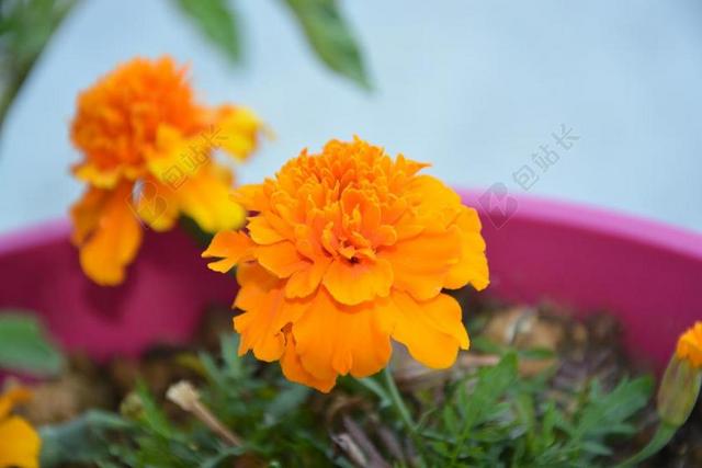 香石竹的印度 花 橙色 厂 性质 夏季 花瓣 开花 金盏花