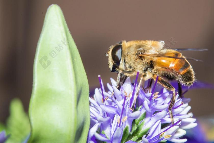 昆虫 蜜蜂 黄蜂 动物 蜂蜜 甲虫，昆虫 野生 飞 特写