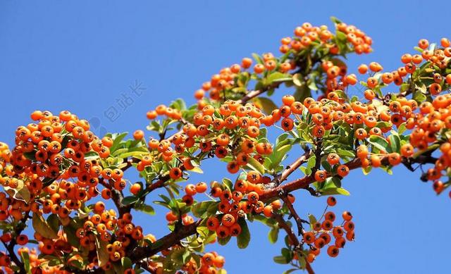 沙棘 厂 ORANG 天空 蓝色 性质 观赏植物 花园 水果
