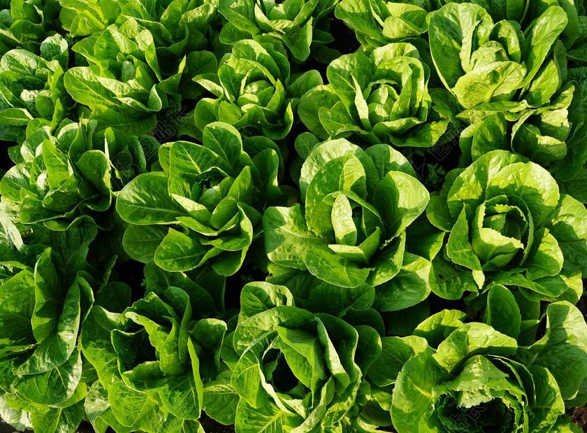 沙拉 绿色 吃 弗里施 维生素 健康 混合沙拉 素食主义者