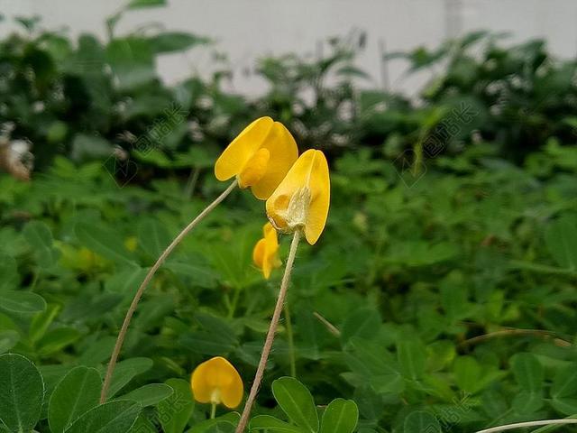 草花生 黄色的花 绿叶 蔬菜 黄 花花园 新鲜 花 天性