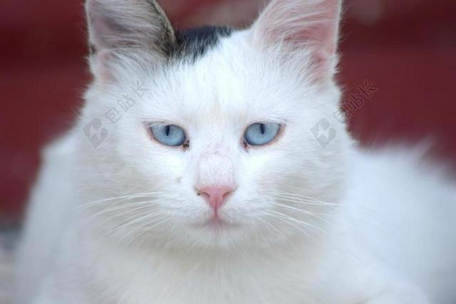 猫 猫的 蓝色的眼睛 白色猫咪 希腊 罗兹 LINDOS