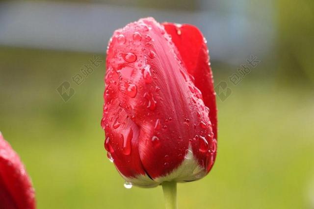 花 红色 朵红色的花 开花 性质 关闭 花园 红色花 夏天花