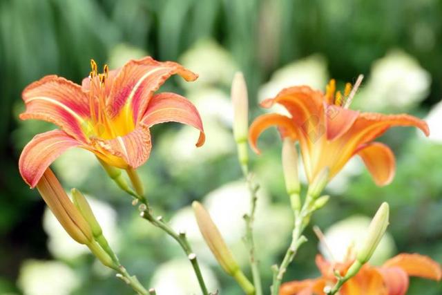 百合 百合花 花 开花 花园 夏季 性质