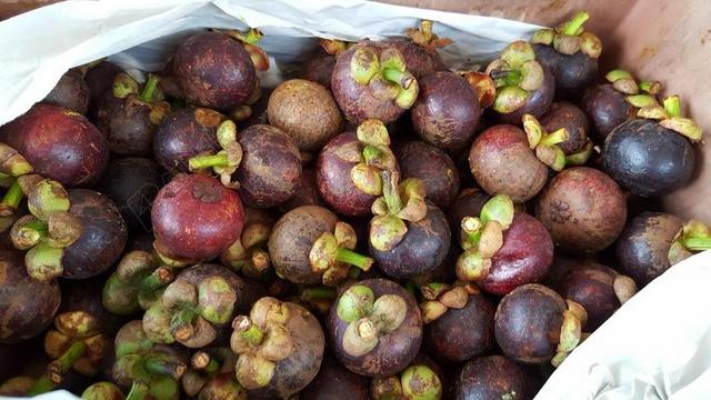 水果 紫色山竹 罗汉果 成熟 新鲜 食品 紫色 热带 多汁