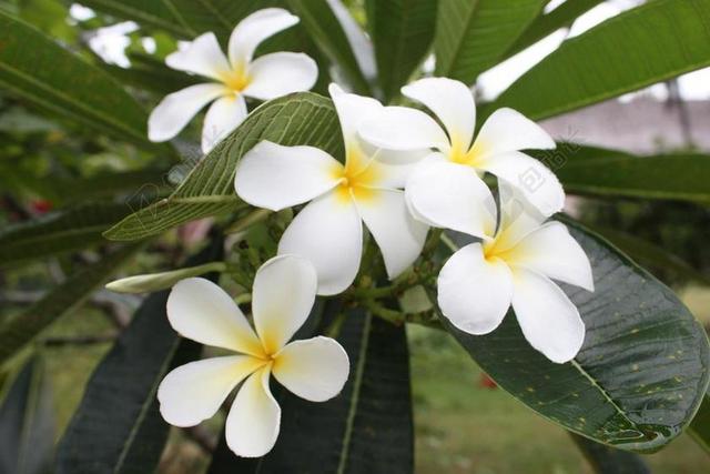 详细信息 花 鸡蛋花 白色的花 素馨花 白 性质 花开