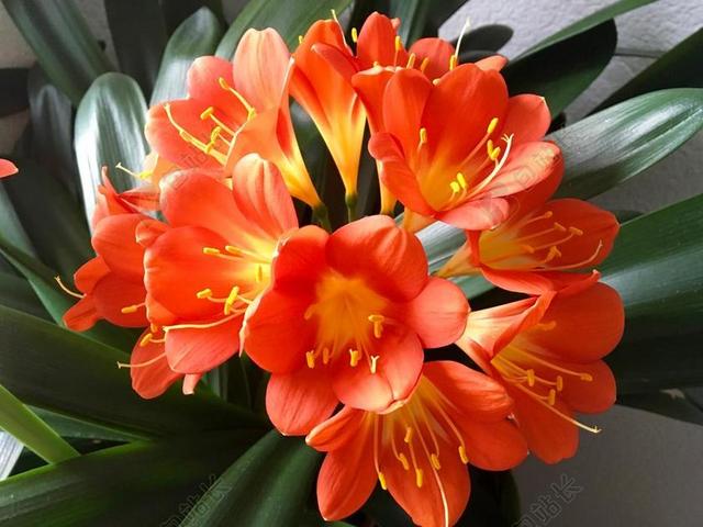 KLIVIE 花 室内植物 君子兰 阿马丽利斯厂 蕊 橙色