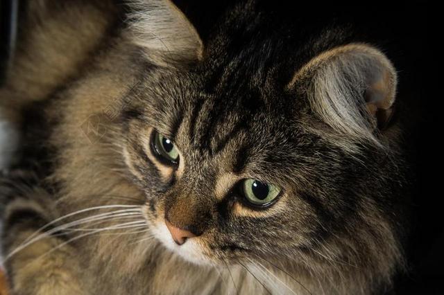 猫 挪威森林猫 猫的眼睛 可爱 耳朵 KATZENKOPF 头