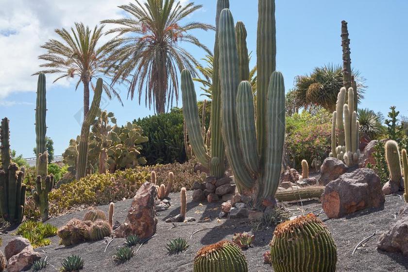 KAKTURS 天空  厂 沙漠 植物群 景观