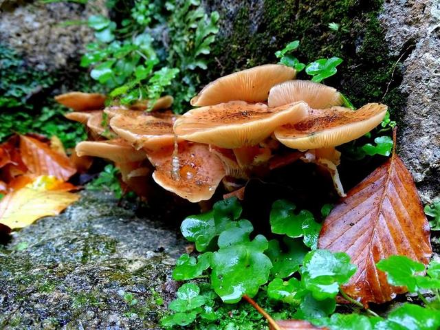蜜环菌 蘑菇 森林 性质 层状 森林的地面 森林蘑菇 蘑菇时间
