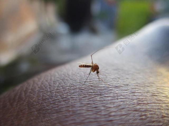 蚊子 昆虫 登革热 蚊子的手上 宏蚊子 近距离拍摄的蚊子