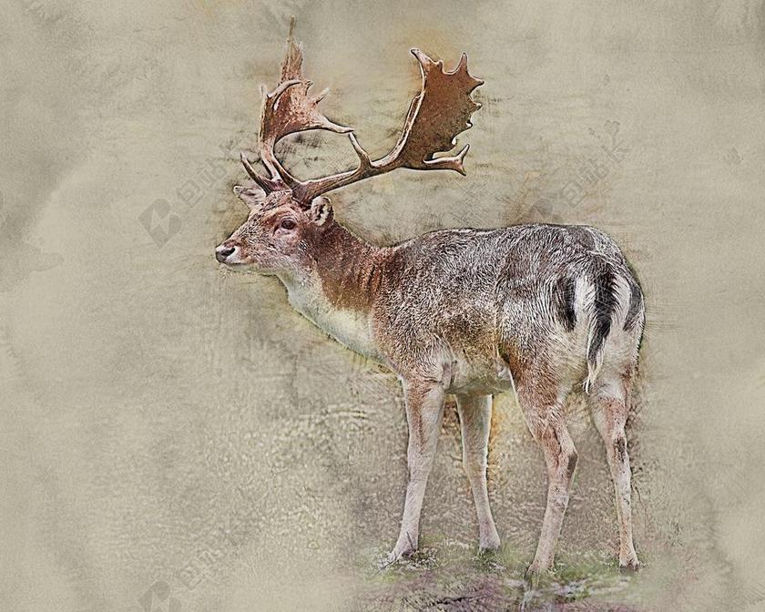 画家时尚绘画鹿背景图片