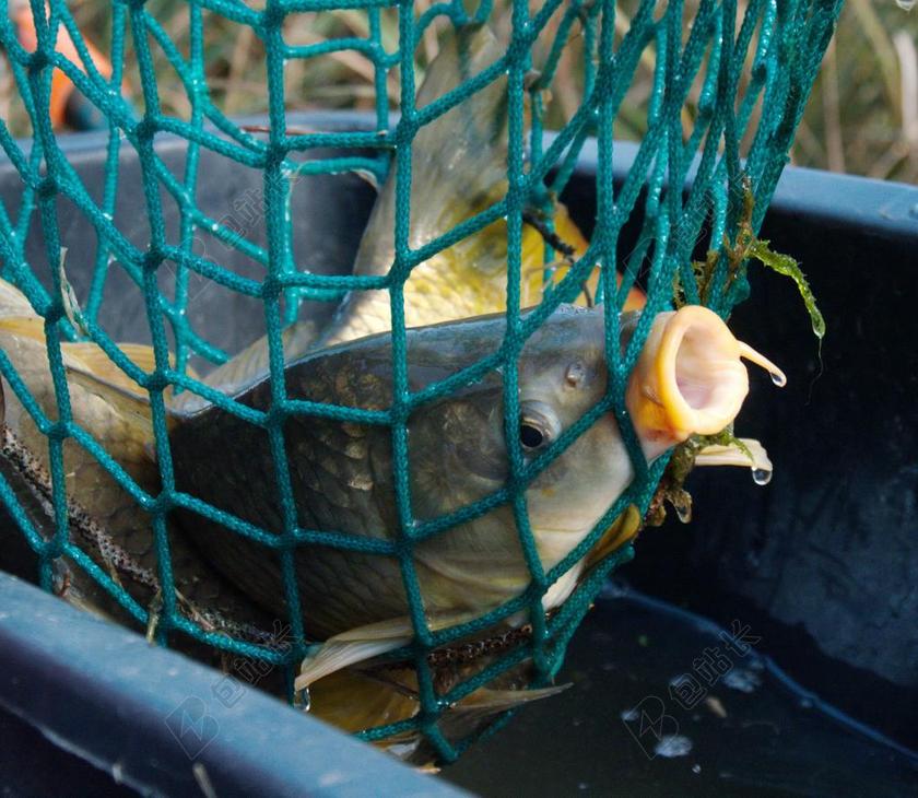 鲤鱼 鱼 鱼网