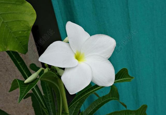 鸡蛋花PUDICA 花 姜黄色百合花 夹竹桃科 金色箭头 镀金勺子