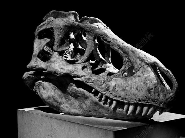 TARBOSAURUS 恐龙 博物馆 骨 头骨 头 骨架 牙齿