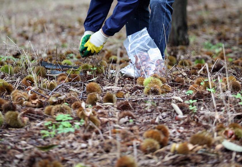 清新秋季的板栗背景图片