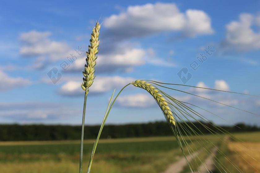 农场清新小麦和大麦背景图片