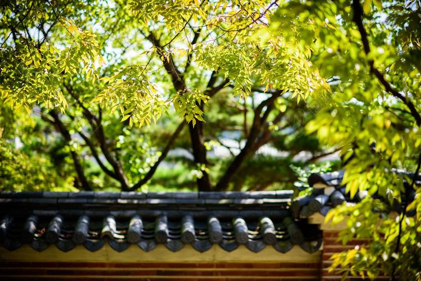 在秋天 秋季 秋天的太阳 风景摄影 叶子的照片 秋天 今秋