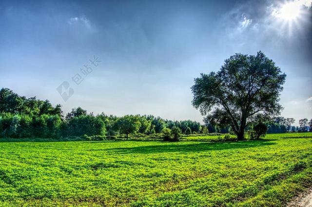 草地 性质 景观 树木 天空 太阳 阳光 背光 HDR