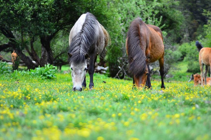 风景 香格里拉 普达措 电脑壁纸