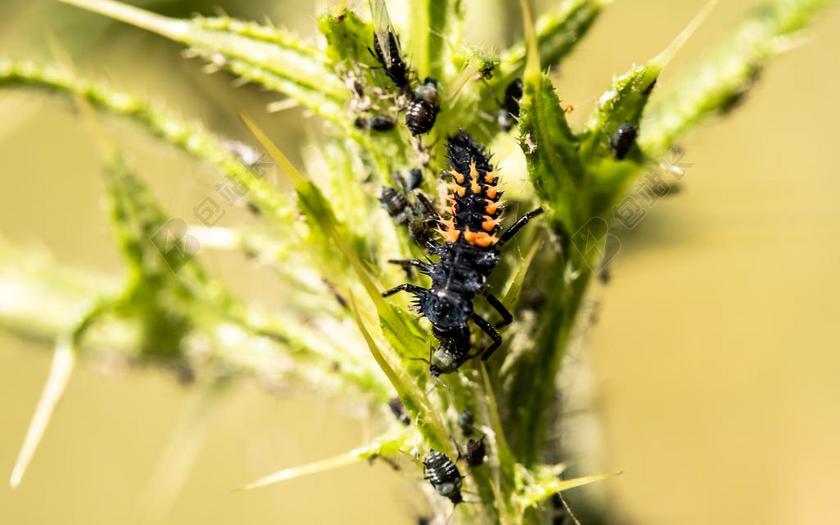 幼虫 幼虫 瓢虫 甲虫 性质 动物 昆虫