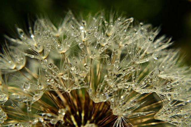 蒲公英 露水 早晨雾 严寒 植物 晨衣蒲公英 字段 草甸花