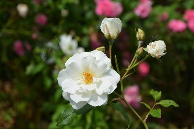 白玫瑰 花 玫瑰花蕾 花瓣 花园 性质 提供 纯度 事件