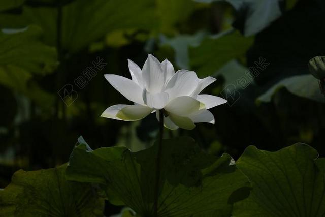 荷花 花卉 植物園