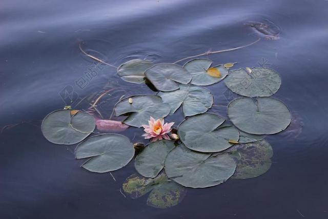 荷花 花 景色 深色 波纹 水面