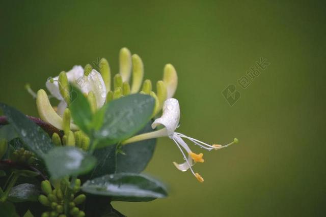 鲜花 金银花 自然 盛开 白 春 花的 开花 绿色