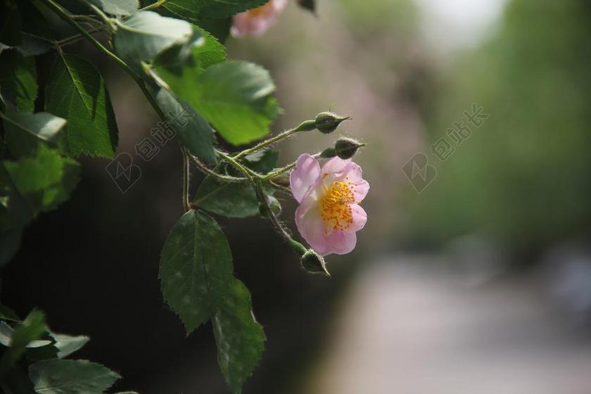 唯美粉团蔷薇背景图片