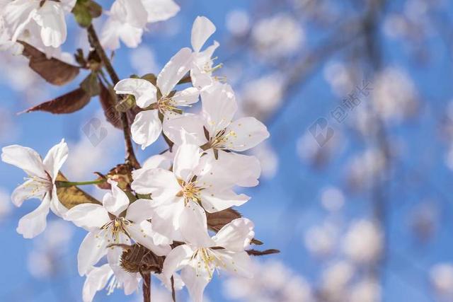 樱花 樱桃树 樱桃 树 春 花 开花 自然 粉红色 枝杈